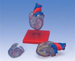 Classic Heart Model with Conducting System, 2 part model